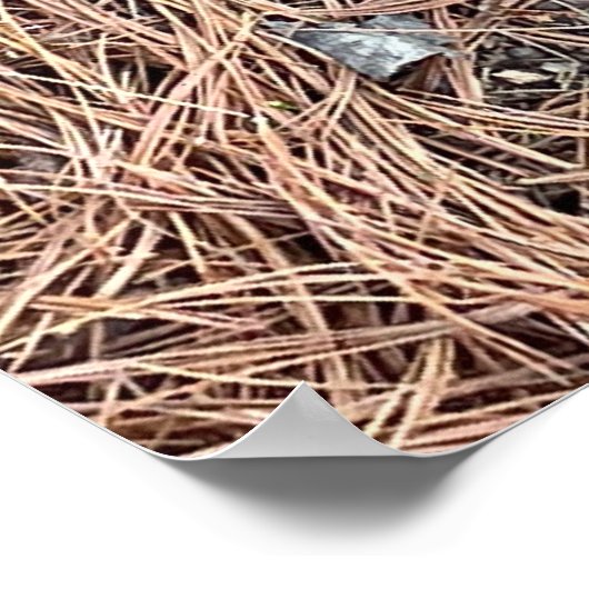 Izzy-Nest Poster (Ecke)