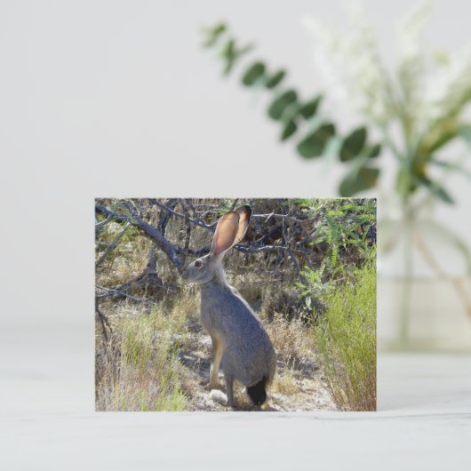 J A C K R A B I POSTKARTE (Stehend Vorderseite)