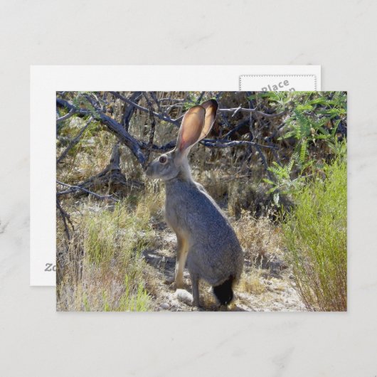 J A C K R A B I POSTKARTE (Vorne/Hinten)