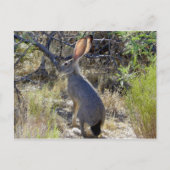 J A C K R A B I POSTKARTE (Vorderseite)