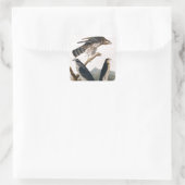 J.J. Audubon (Goshawk, Stanley Hawk) (1829) Quadratischer Aufkleber (Tasche)
