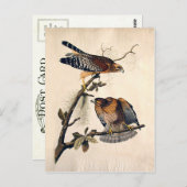 J.J. Audubon (Red Shoultered Hawk) (1829) Postkarte (Vorne/Hinten)