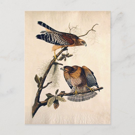 J.J. Audubon (Red Shoultered Hawk) (1829) Postkarte (Vorderseite)