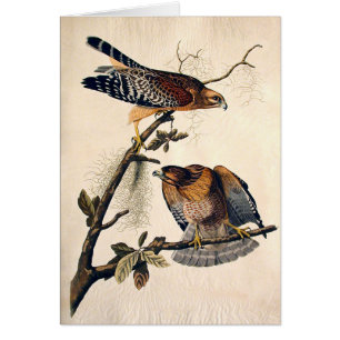 J.J. Audubon (roter geschulterter Falke) (1829)
