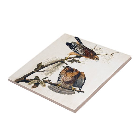 J.J. Audubon (roter geschulterter Falke) (1829) Fliese (Seite)