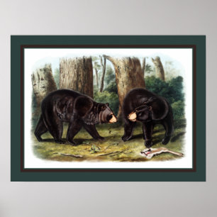 J.W. Audubon - Ursus Americanus (Schwarzer Bär) Poster