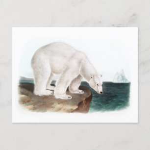 J.W. Audubon - Ursus Maritimus Polar Bear Postkarte