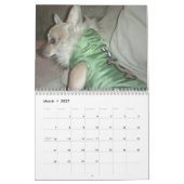 Ja Chihuahua 2011 Kalender (Mär 2027)