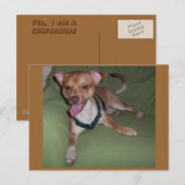 Ja, ich bin ein Chihuahua Postkarte (Vorne/Hinten)