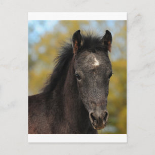 Ja? Postkarte