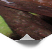 Jaboticaba Poster (Ecke)