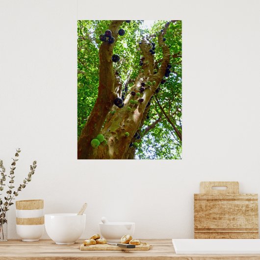 Jaboticaba Tree Poster (Küche)