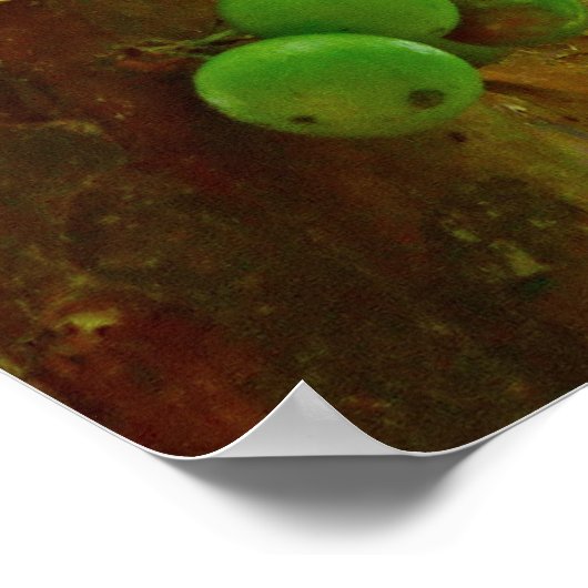 Jaboticaba Tree Poster (Ecke)