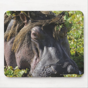 Jacana stehend auf Flusspferd (Hippopotamus Mousepad