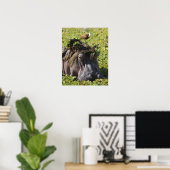 Jacana stehend auf Hippo's (Hippopotamus Poster (Heimbüro)