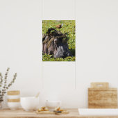 Jacana stehend auf Hippo's (Hippopotamus Poster (Küche)