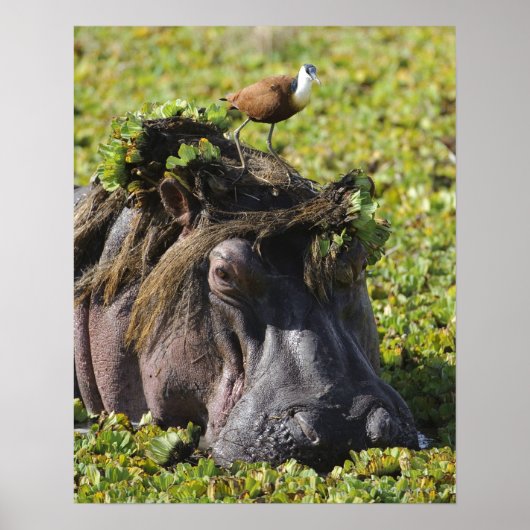 Jacana stehend auf Hippo's (Hippopotamus Poster (Vorne)