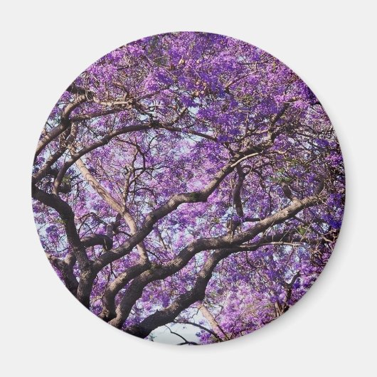 Jacaranda Baum im Frühjahr Blüte Blume Magnet (Vorne)