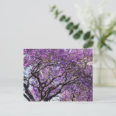 Jacaranda Baum im Frühjahr Blüte Blume Postkarte (Stehend Vorderseite)