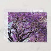 Jacaranda Baum im Frühjahr Blüte Blume Postkarte (Vorne/Hinten)