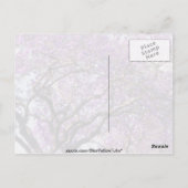 Jacaranda Baum im Frühjahr Blüte Blume Postkarte (Rückseite)