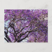 Jacaranda Baum im Frühjahr Blüte Blume Postkarte (Vorderseite)