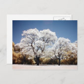 Jacaranda-Bäume Postkarte (Vorne/Hinten)