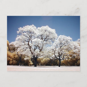 Jacaranda-Bäume Postkarte