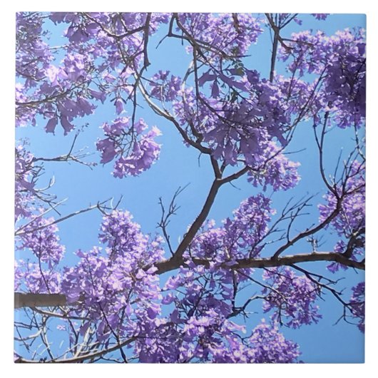 Jacaranda Blossoms Fliese (Vorderseite)