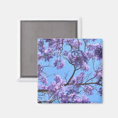 Jacaranda Blossoms Magnet (Vorderseite/Rückseite)
