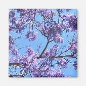 Jacaranda Blossoms Magnet (Vorne)
