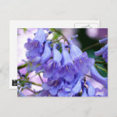 Jacaranda Blossoms Postkarte (Vorne/Hinten)