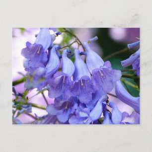 Jacaranda Blossoms Postkarte