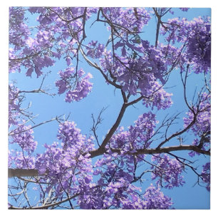 Jacaranda-Blüten Fliese