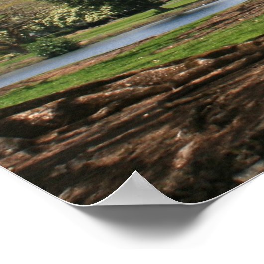 Jacaranda in Bloom Poster (Ecke)