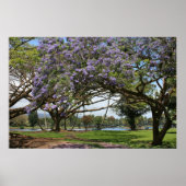 Jacaranda in Bloom Poster (Vorne)