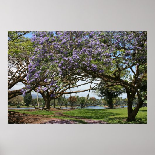 Jacaranda in Bloom Poster (Vorne)