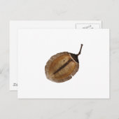 Jacaranda Pod Postkarte (Vorne/Hinten)