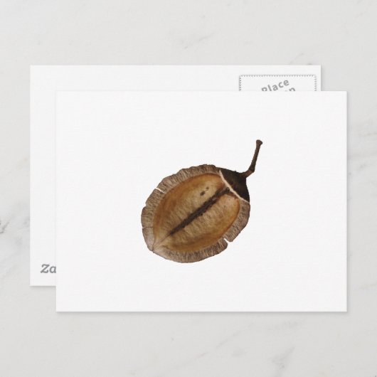 Jacaranda Pod Postkarte (Vorne/Hinten)