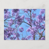 Jacaranda Postkarte (Vorderseite)