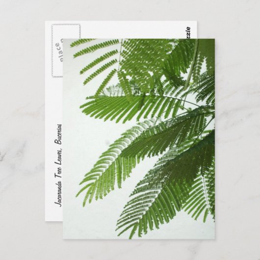 Jacaranda Tree Blätter Postkarte (Vorne/Hinten)