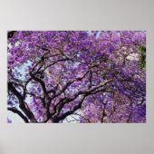 Jacaranda tree in spring bloom flowers poster (Vorne)