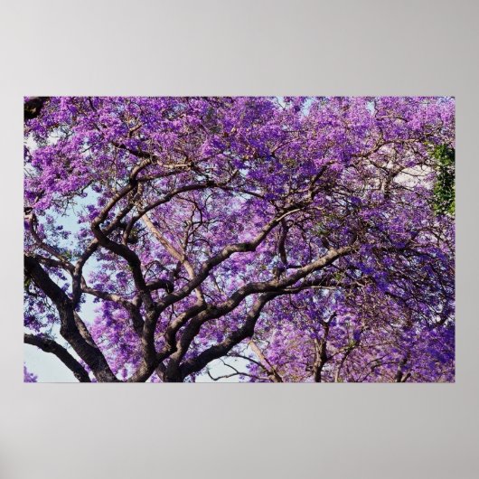 Jacaranda tree in spring bloom flowers poster (Vorne)