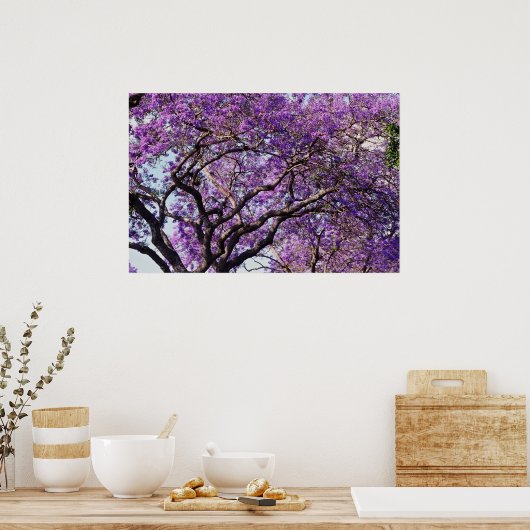 Jacaranda tree in spring bloom flowers poster (Küche)