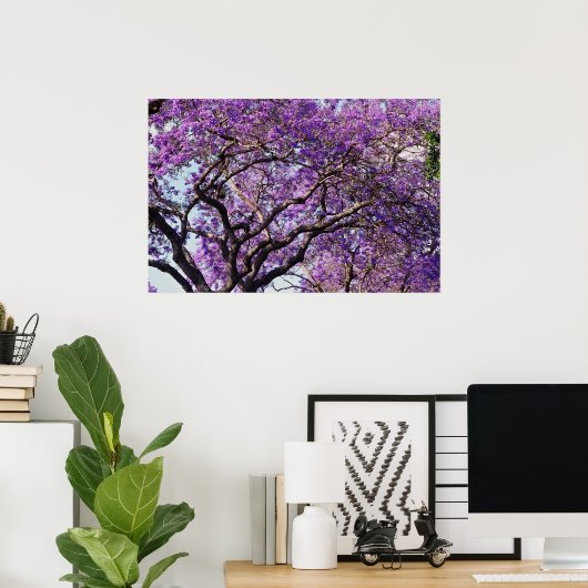 Jacaranda tree in spring bloom flowers poster (Heimbüro)