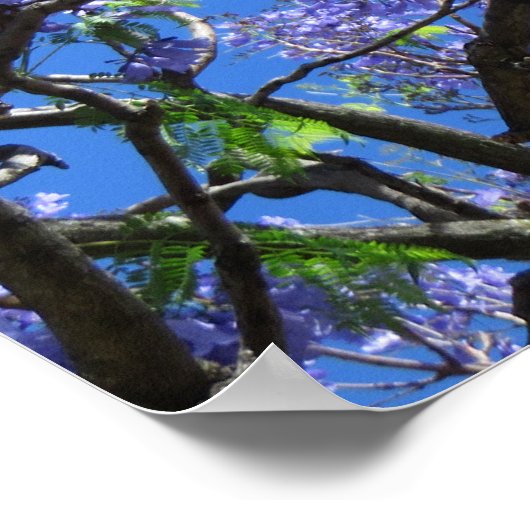 Jacaranda Tree Poster (Ecke)