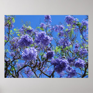 Jacaranda Tree Poster