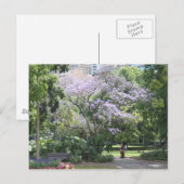 Jacaranda Tree Postkarte (Vorne/Hinten)