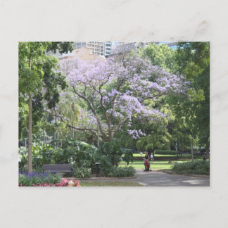 Jacaranda Tree Postkarte