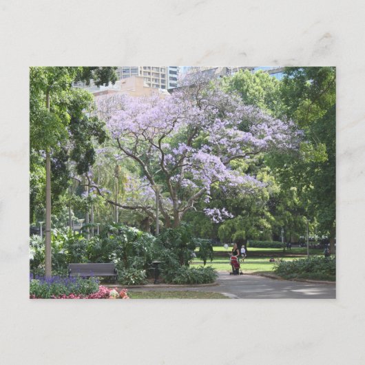 Jacaranda Tree Postkarte (Vorderseite)